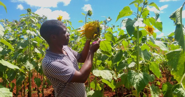 SDG2:NOHUNGER:FBSHARE